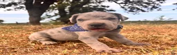 Great Dane dogs for sale: Euro Ridley  - Ad 1