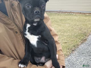 Mixed Breed dogs Dallas - Ad 42