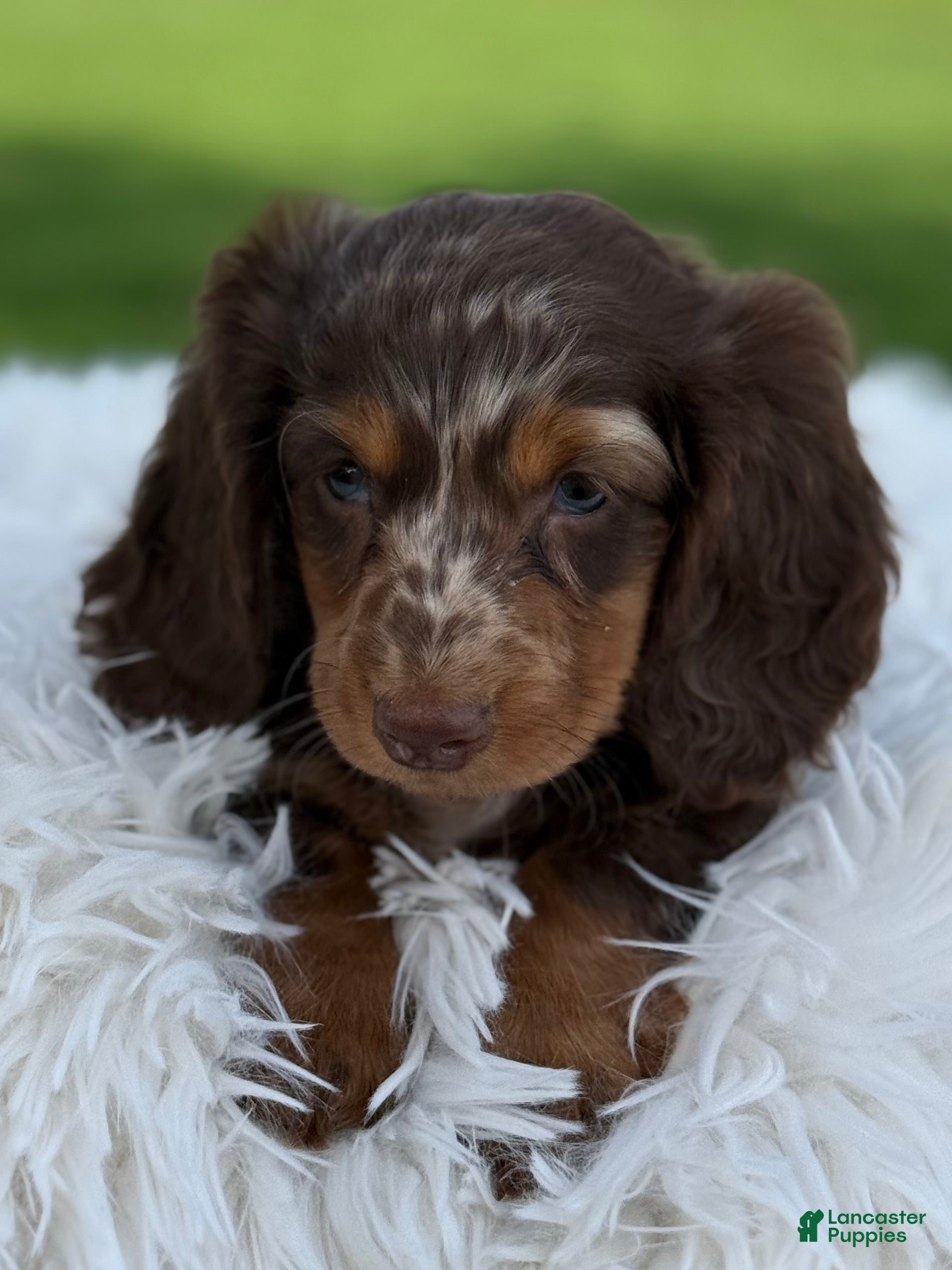 Miniature Dachshund dogs Bentley  - Ad 2