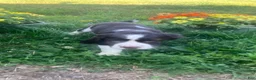 English Springer Spaniel dogs for sale: Cocoa - Ad 2