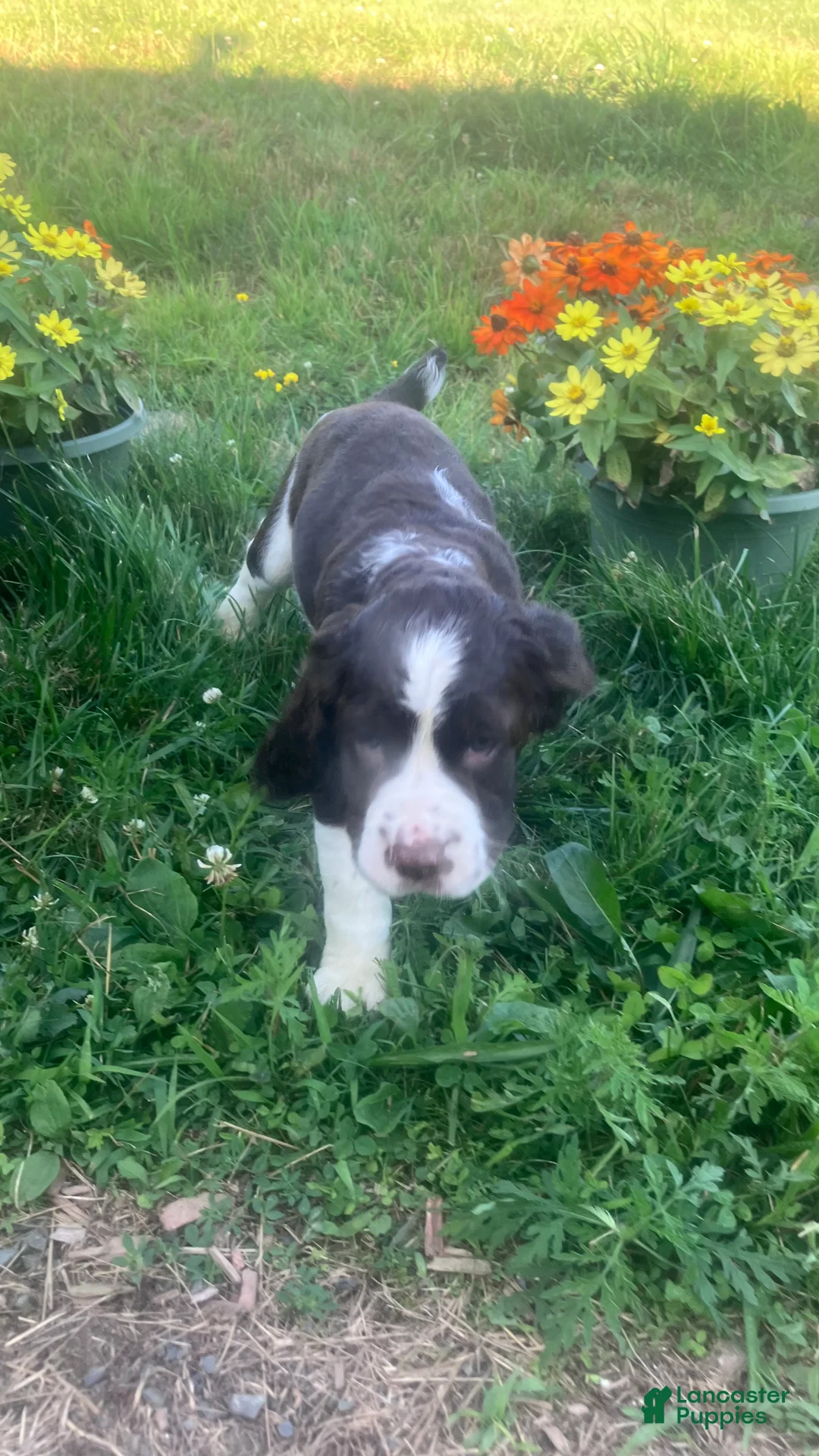 English Springer Spaniel dogs for sale: Cocoa - Ad 2