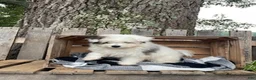 Mixed Breed dogs for sale: Lonnie - Ad 4