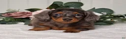 Miniature Dachshund dogs for sale: Jasmine - Ad 4