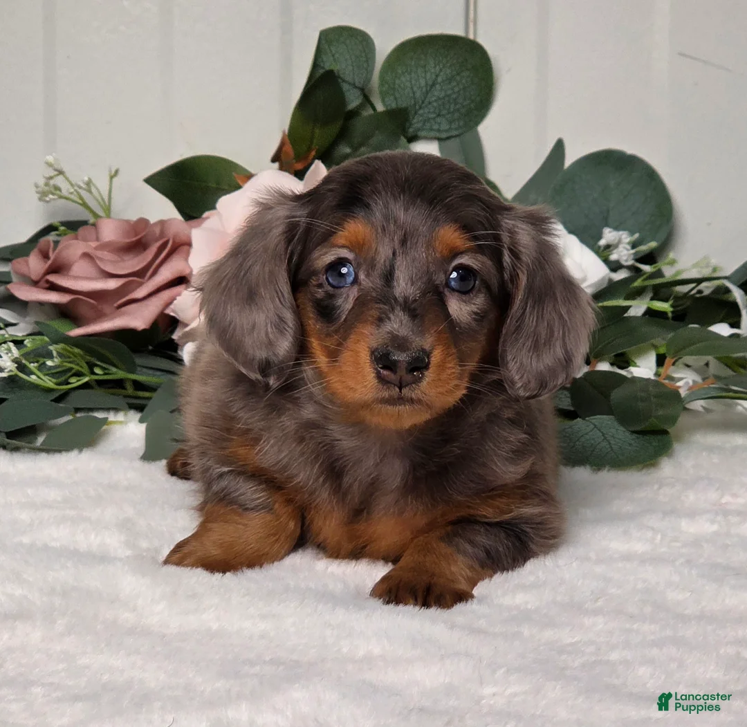 Miniature Dachshund dogs for sale: Jasmine - Ad 4