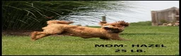 Mini Goldendoodle dogs for sale: Kye - Ad 7