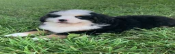 Bernese Mountain Dog dogs for sale: Rambo  - Ad 7