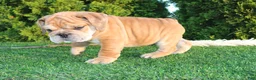 English Bulldog dogs for sale: Dash - Ad 2