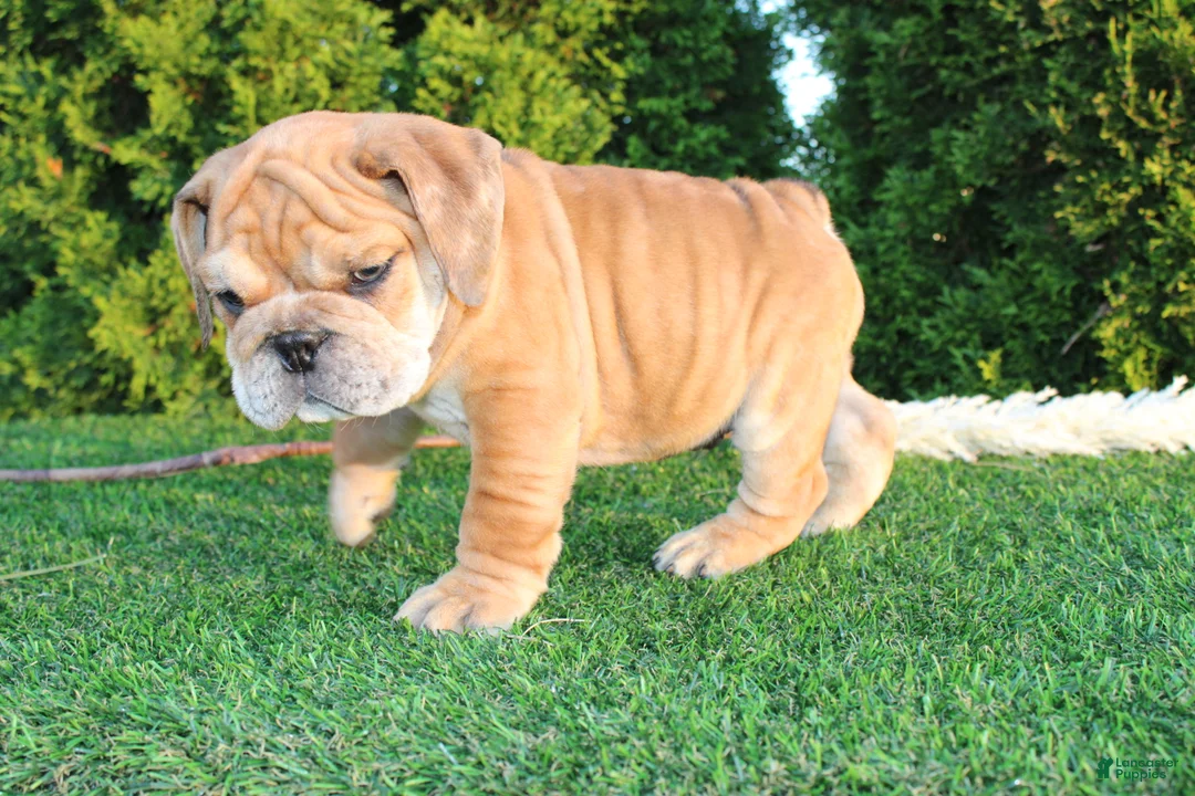 English Bulldog dogs for sale: Dash - Ad 2