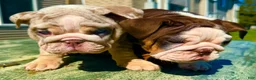 English Bulldog dogs for sale: Rubble - Ad 23