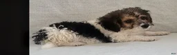 Mixed Breed dogs for sale: Teddy - Ad 8