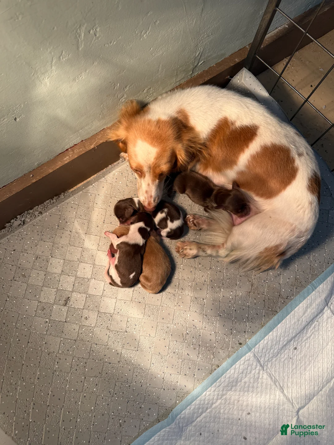 Dachshund dogs for sale: Timmy - Ad 3