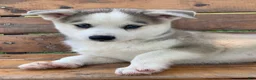 Alaskan Husky dogs for sale: Sabre - Ad 9