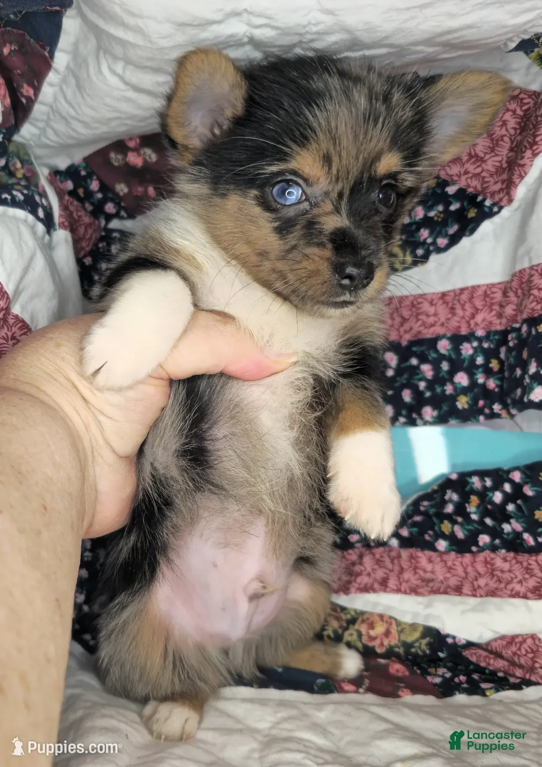 Mixed Breed dogs for sale: Indianna Jones M (Merle) - Ad 1