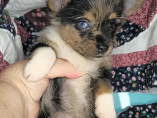 Mixed Breed dogs Indianna Jones M (Merle) - Ad 16