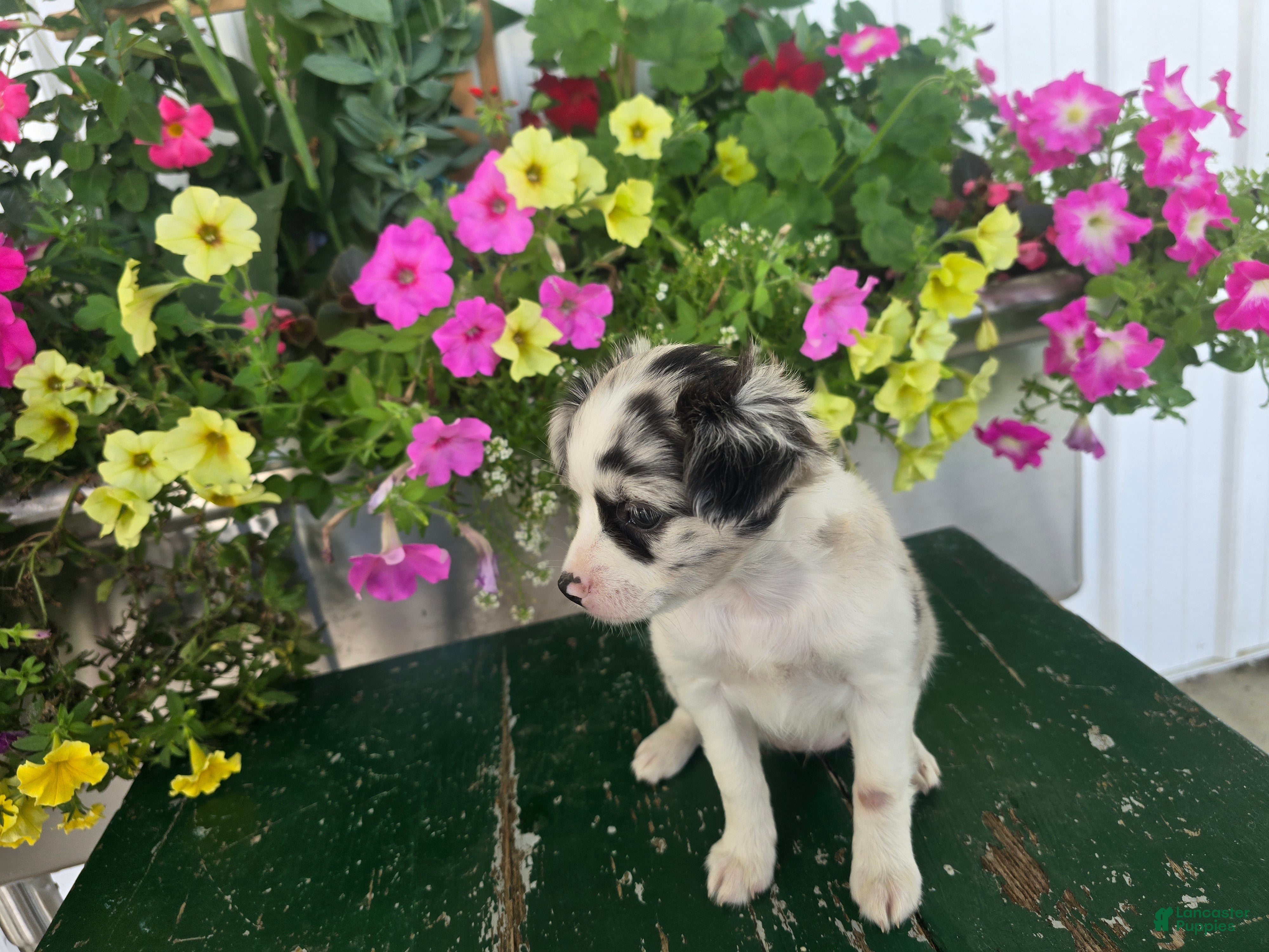 Chihuahua dogs Beauty  - Ad 2