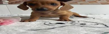 Gus