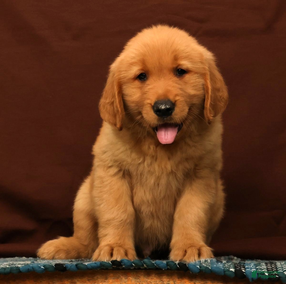 Golden Retriever dogs Tyler - Ad 2