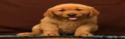 Golden Retriever dogs for sale: Tyler - Ad 2