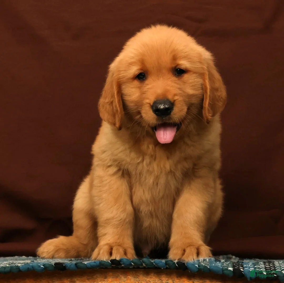 Golden Retriever dogs for sale: Tyler - Ad 2