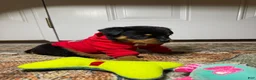 Rottweiler dogs for sale: Rottweiler 10 - Ad 7