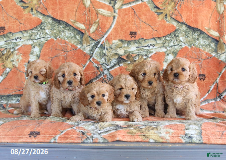 Cavapoo dogs Hickory - Ad 2