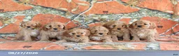 Cavapoo dogs for sale: Hickory - Ad 2