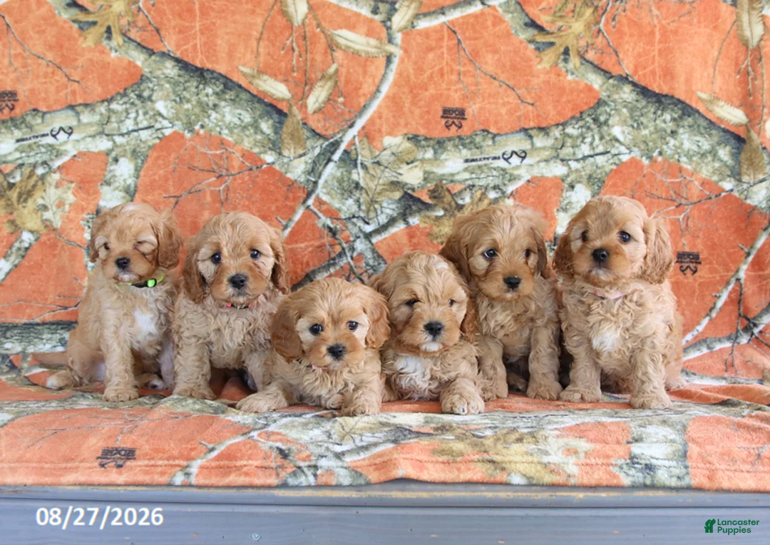 Cavapoo dogs for sale: Hickory - Ad 2