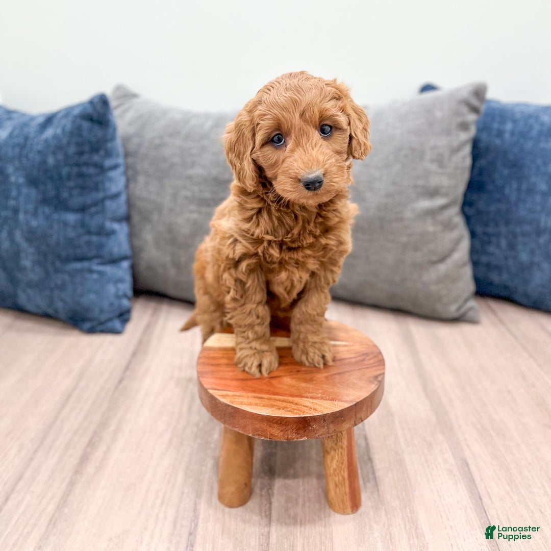 Goldendoodle dogs for sale: Kenzi - Ad 9