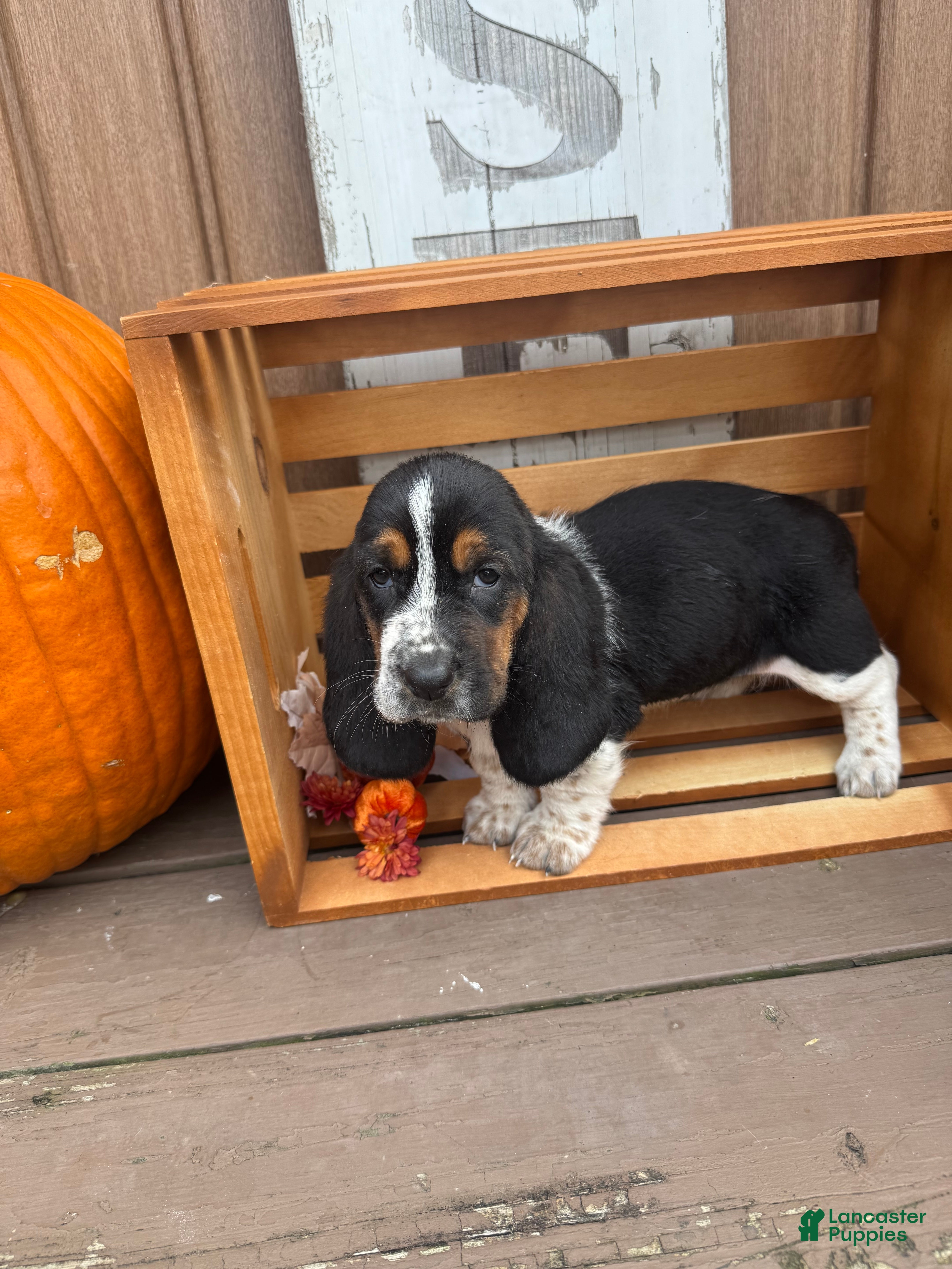Basset Hound dogs for sale: Chloe  - Ad 32