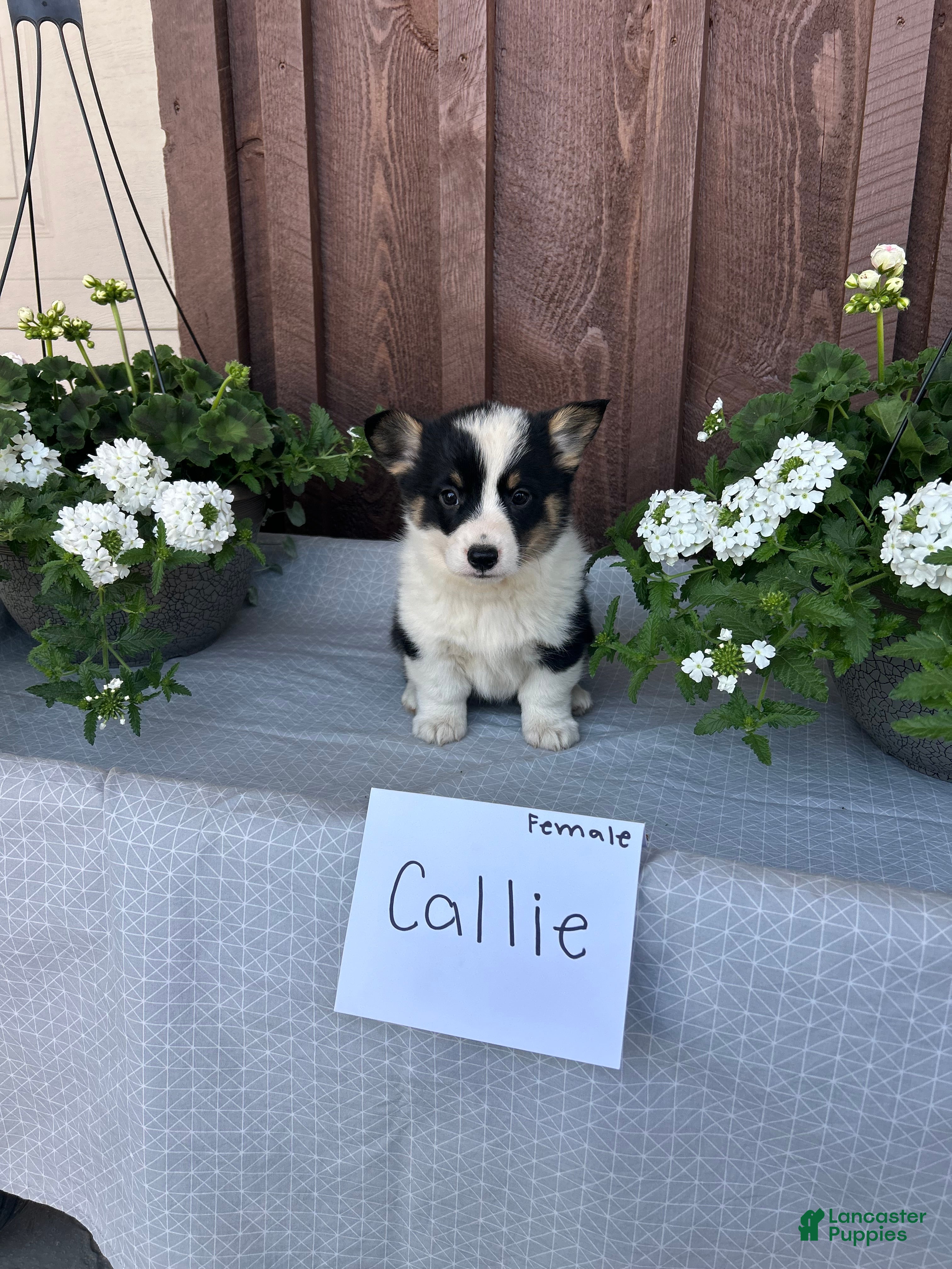 Welsh Corgi Pembroke dogs Callie - Ad 14