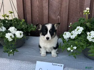 Welsh Corgi Pembroke dogs Callie - Ad 14