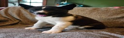 Akita dogs for sale: Akita Puppy Girl 5 - Ad 3