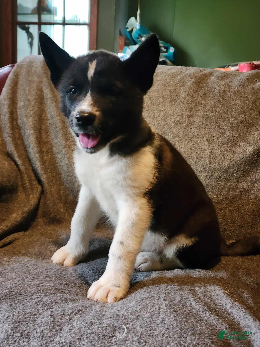 Akita dogs for sale: Akita Puppy Girl 5 - Ad 3