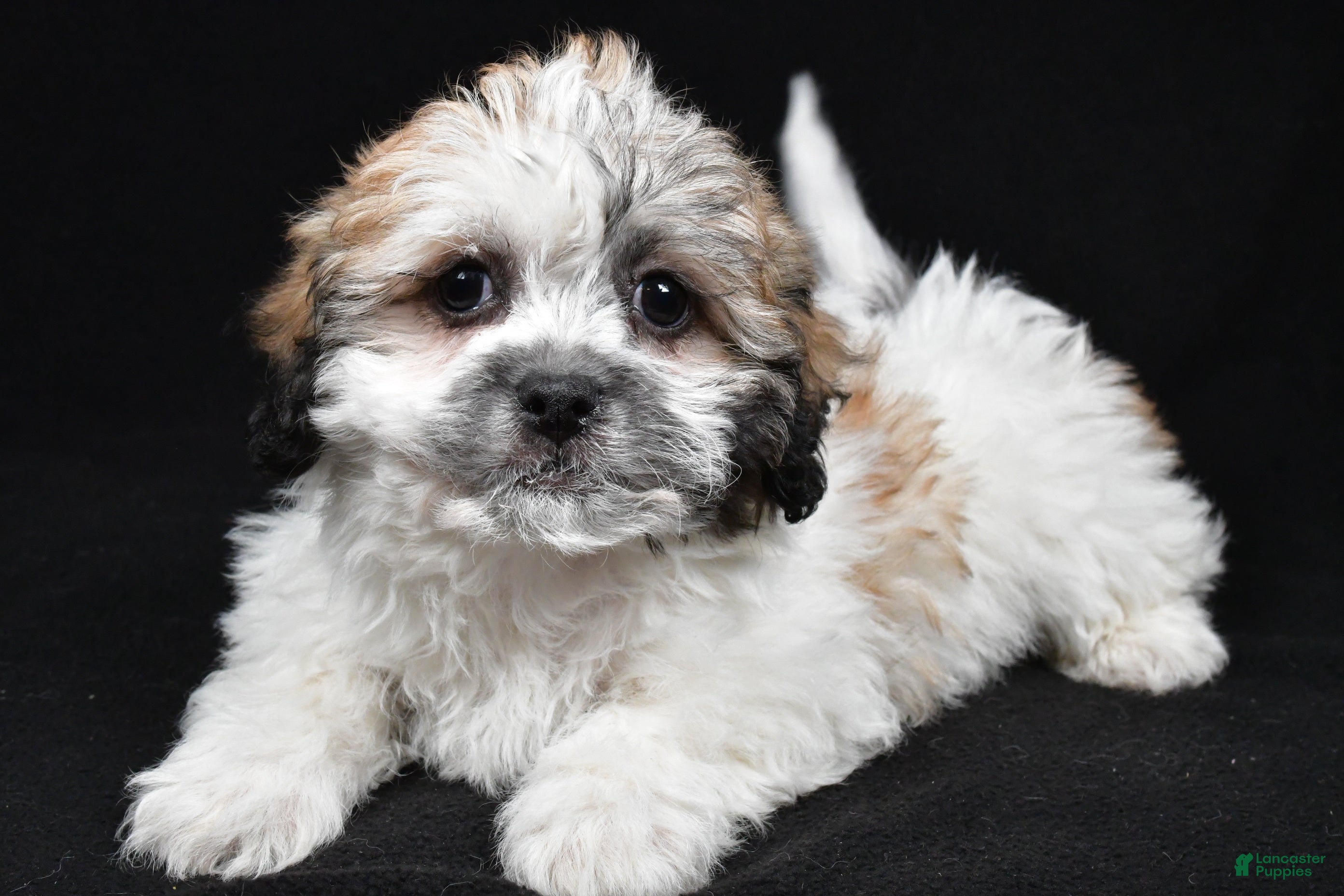 Teddy Bear dogs Carrie - Ad 2