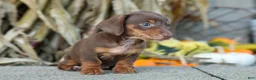 Miniature Dachshund dogs for sale:  Zoey🎀 - Ad 15