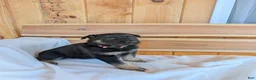 German Shepherd dogs for sale: ♥️SWEET RUBY♥️ - Ad 15