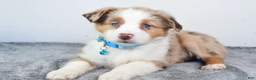 Miniature Australian Shepherd dogs for sale: Alexis - Ad 8