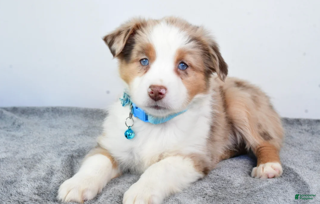 Miniature Australian Shepherd dogs for sale: Alexis - Ad 8