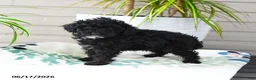 Miniature Poodle dogs for sale: Quinton - Ad 3