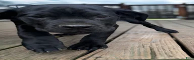 LP