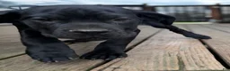 Cane Corso dogs for sale: LP - Ad 1