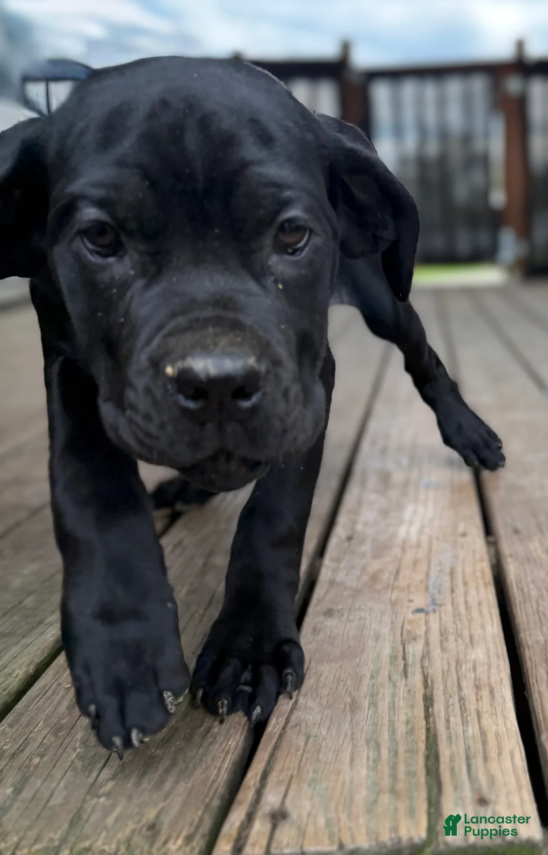 Cane Corso dogs for sale: LP - Ad 1