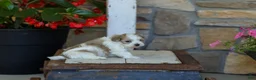 Havanese dogs for sale: AKC Connor - Ad 3