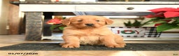 Golden Retriever dogs for sale: Rover - Ad 2