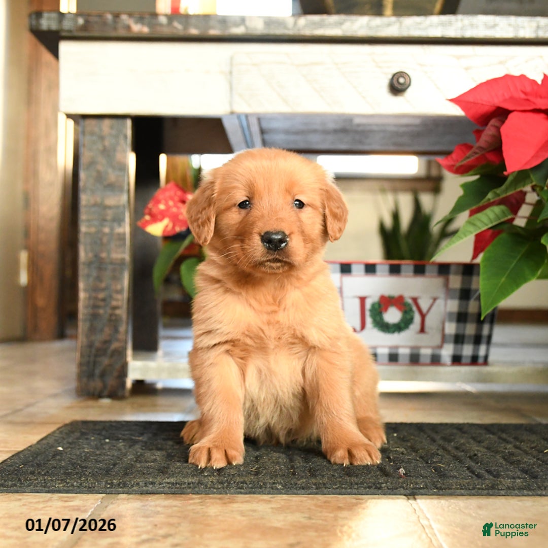 Golden Retriever dogs for sale: Rover - Ad 2