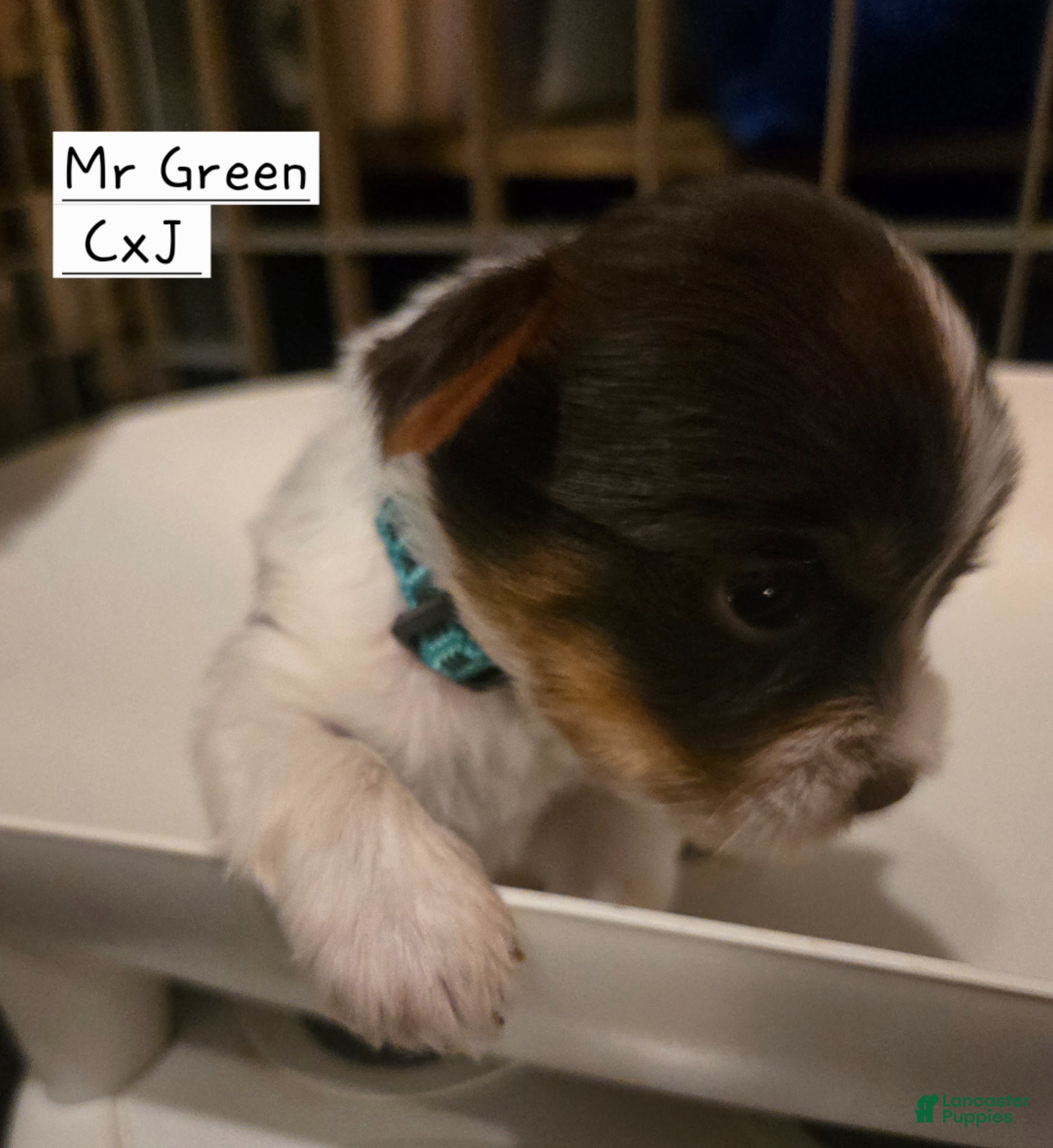 Yorkshire Terrier dogs Yorkshire Terrier Puppy 1-Mr Green - Ad 1