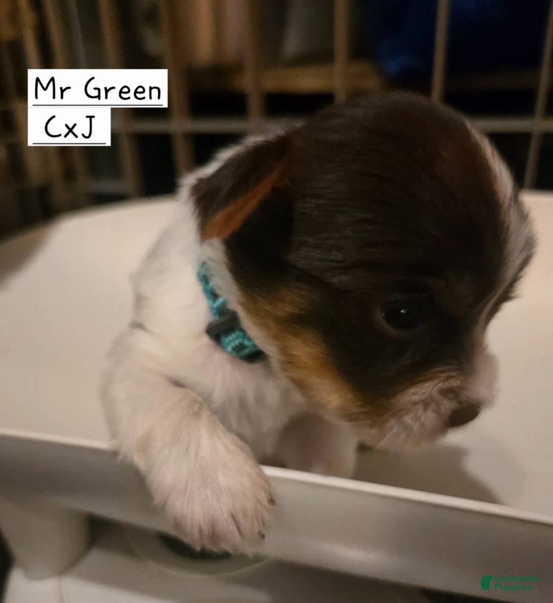 Yorkshire Terrier dogs for sale: Yorkshire Terrier Puppy 1-Mr Green - Ad 1