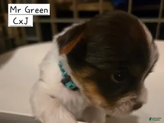 Yorkshire Terrier dogs for sale: Yorkshire Terrier Puppy 1-Mr Green - Ad 3