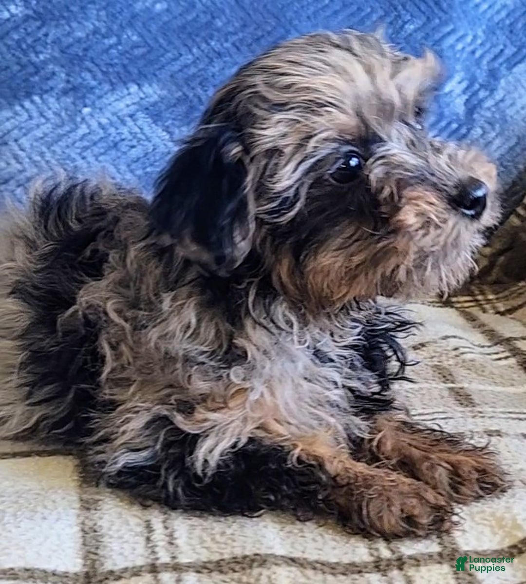 Yorkiepoo dogs for sale: Pixie - Ad 2
