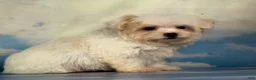 Maltipoo dogs for sale: Mater - Ad 3